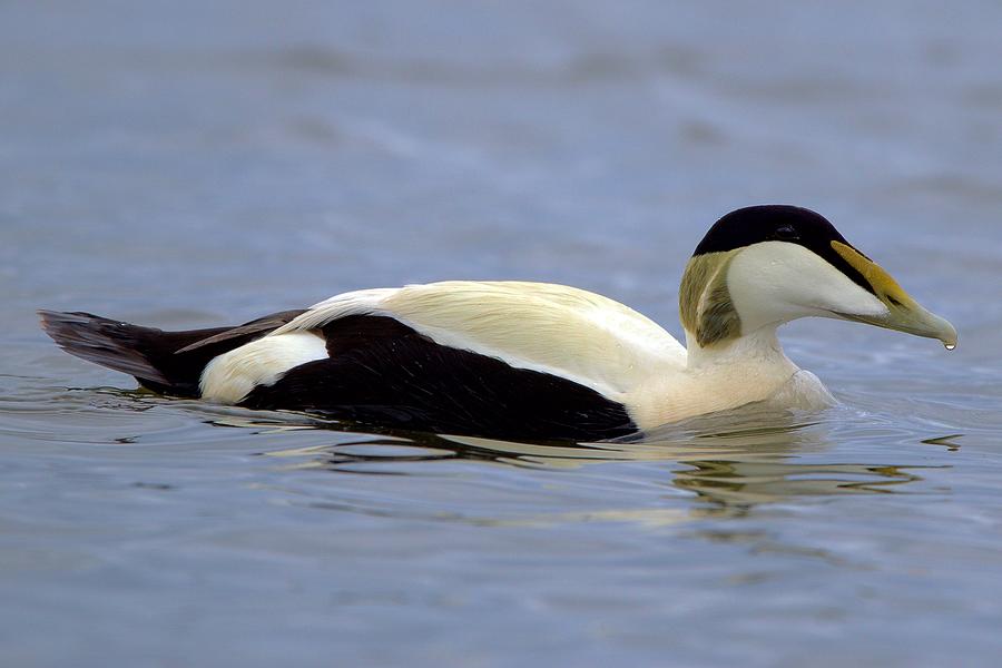 Eider Duck Photograph by Dean Crawford - Fine Art America