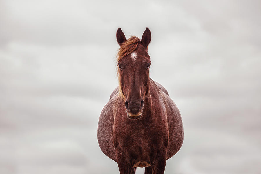 Ela - Horse Art Photograph by Lisa Saint
