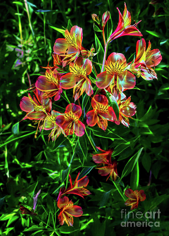 Electrified Alstroemerias Flowers #1 Photograph by Roslyn Wilkins