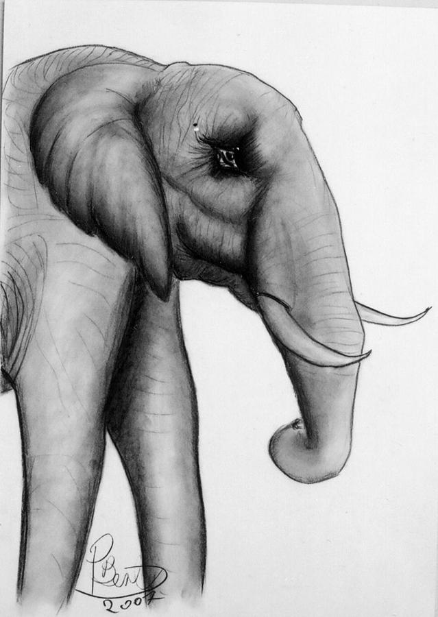 Elefante #1 Drawing by Paul Bonnie Kent