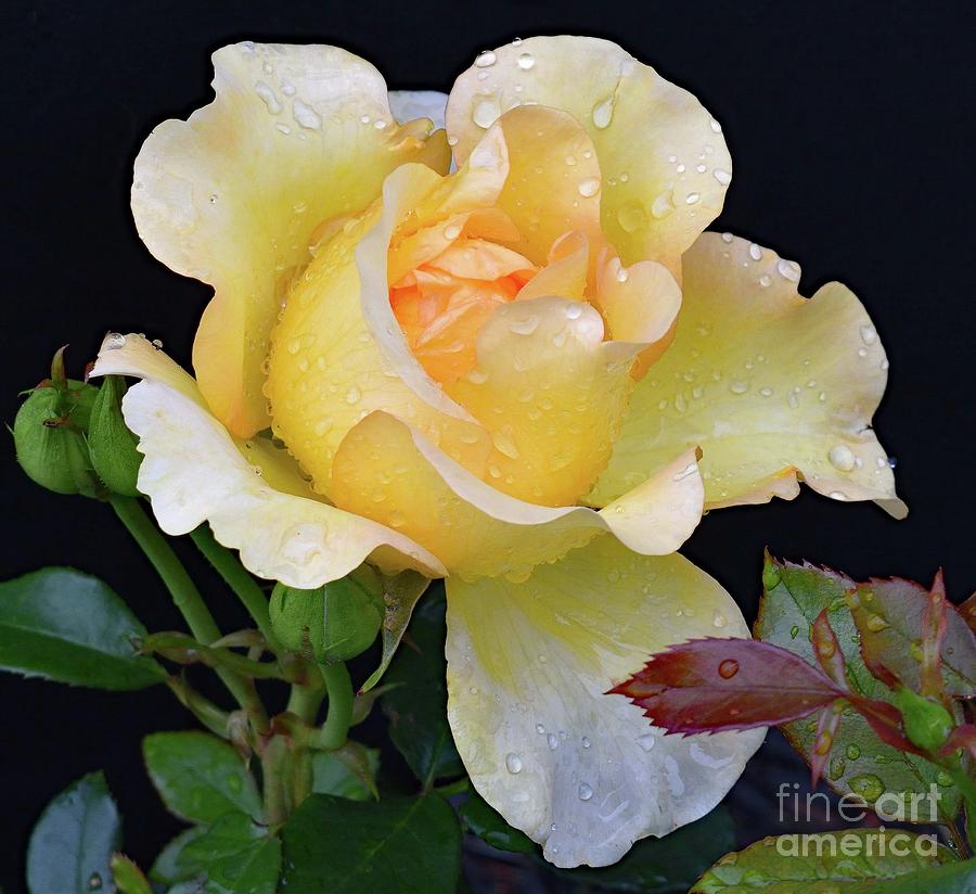 Nature Photograph - Elegant Gold Struck Rose #1 by Cindy Treger