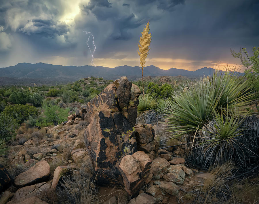 Nature Photograph - Elemental Arizona  #1 by Steve Berkley