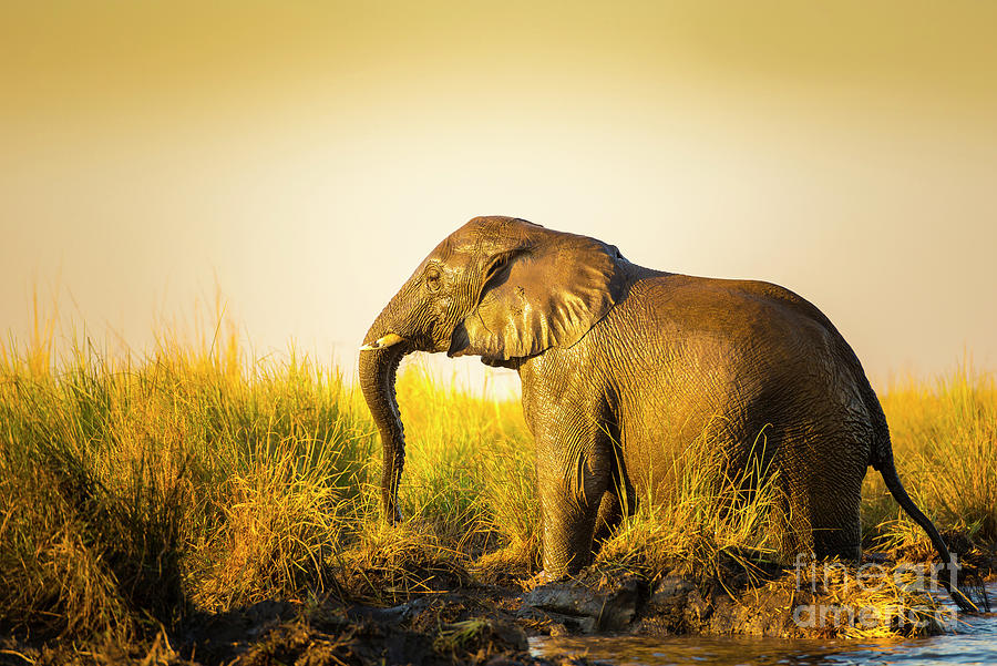 Elephant At Sunset In Long Grass Photograph