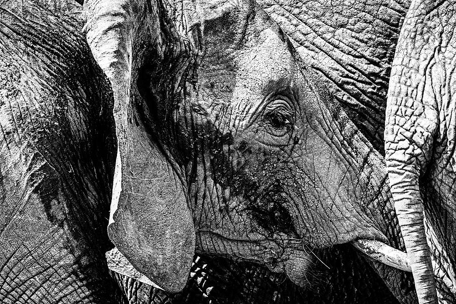 Abstract Photograph - Elephant Close Family Bonds #1 by Good Focused