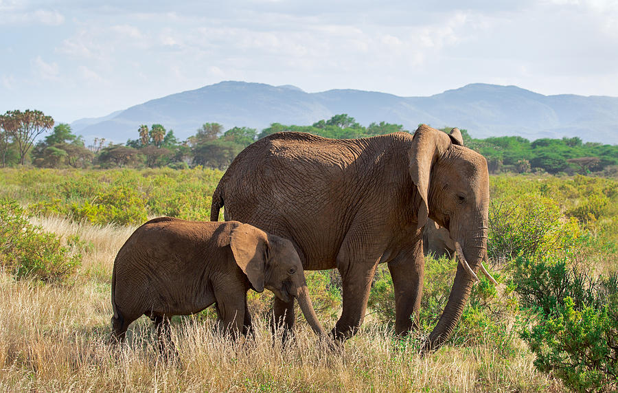 Elephant family #1 Photograph by Enn Li  Photography