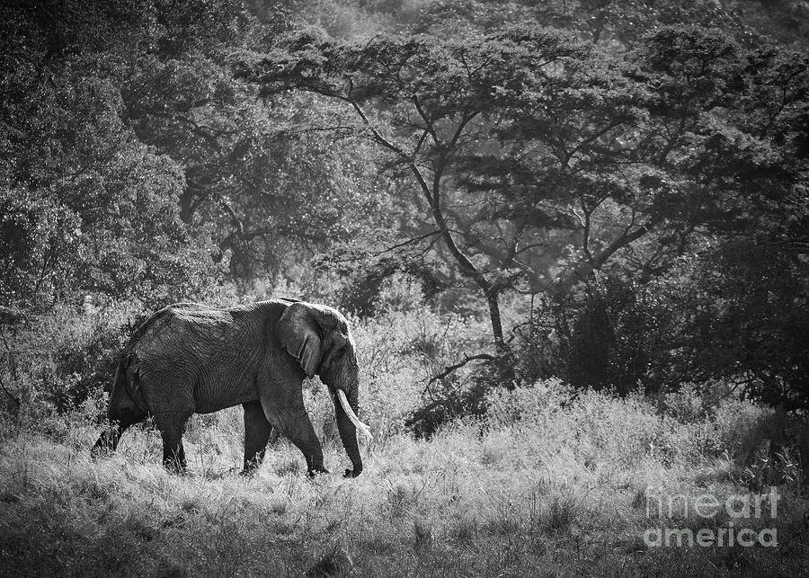 Elephant Forest Photograph
