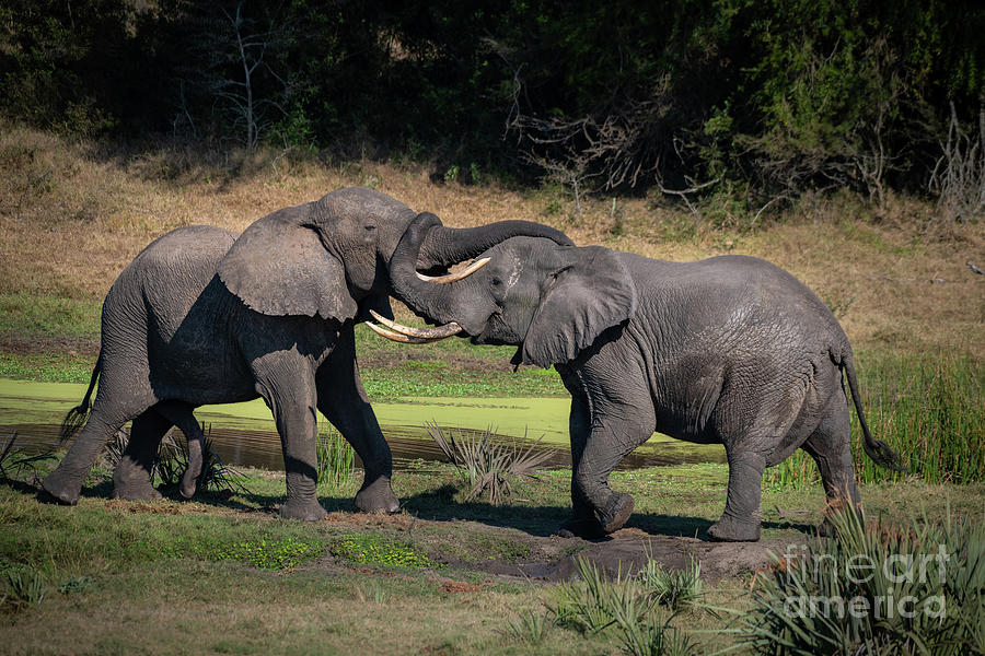Elephant Greeting #1 Photograph by Jamie Pham
