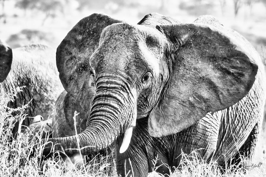 Elephant in Black and White #1 Photograph by Bruce Block