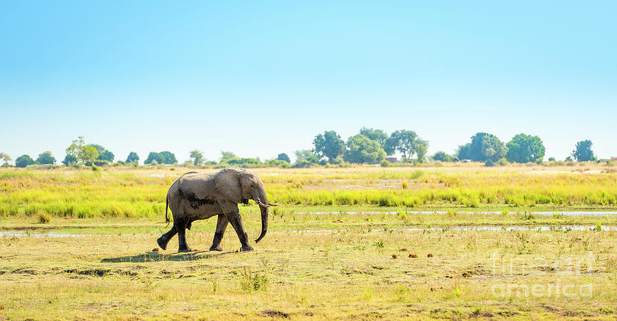 Elephant In Chobe National Park Botswana Photograph