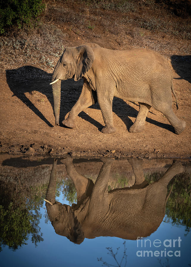 Elephant Mirror Photograph