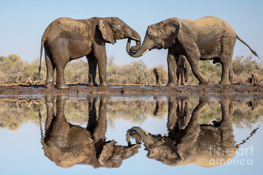 Elephant Reflections #1 Photograph by Linda D Lester