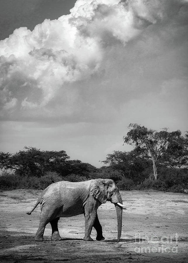 Elephant Sky Photograph