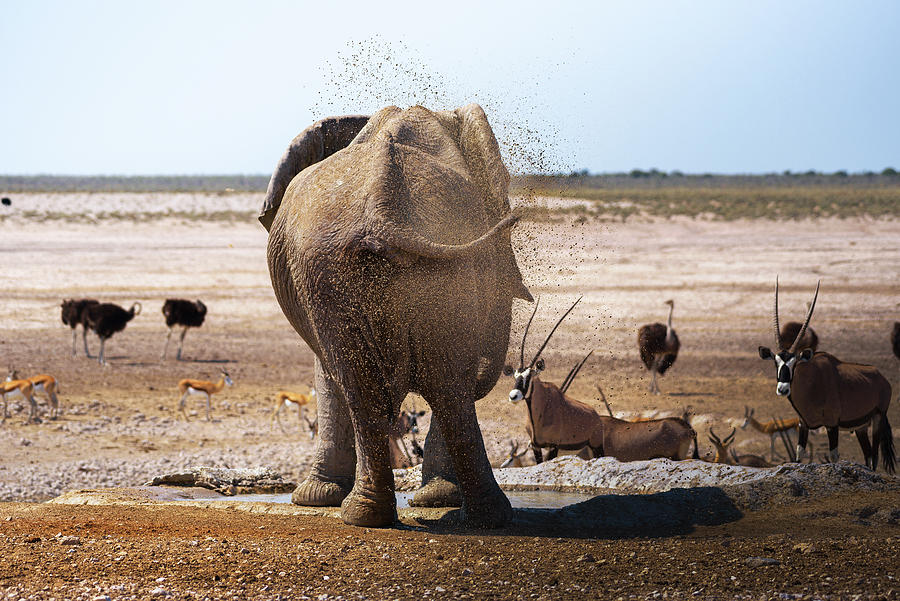Elephant Splashing Mud With His Trunk In Chobe National