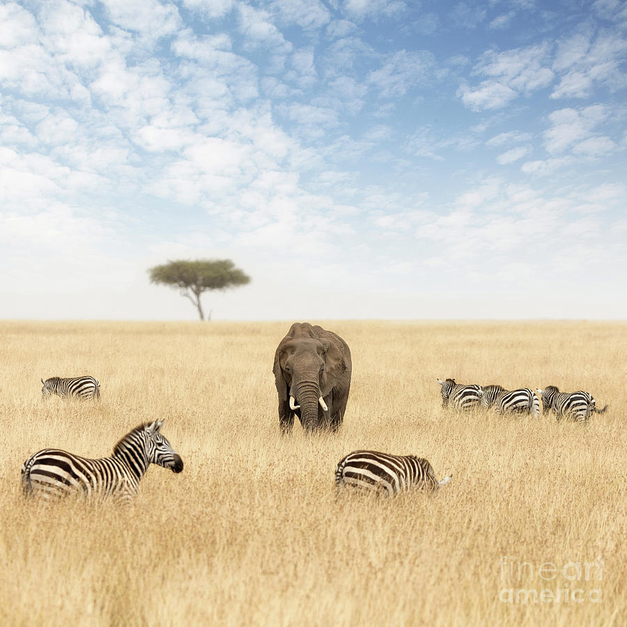 Elephants and zebras in the grasslands of the Masai Mara #1 Photograph by Jane Rix