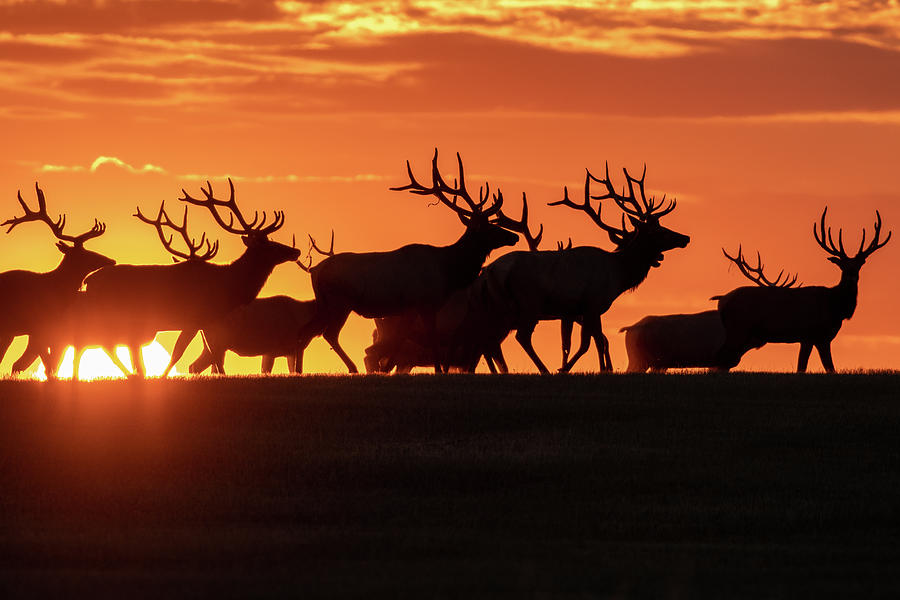 Elk At Sunrise #1 Photograph by Gary Beeler