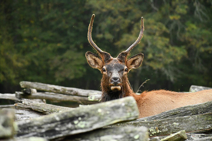 Elk at the Oconaluftee Visitor Center in Cherokee, North Carolina Photograph by Lisa Crawford