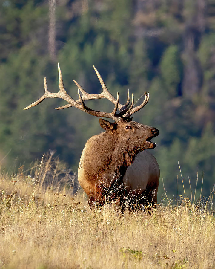 Elk Bugle #1 Photograph by Jack Bell