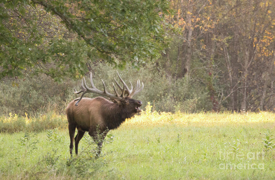 Elk Bugling Series Photograph by Jeannette Hunt