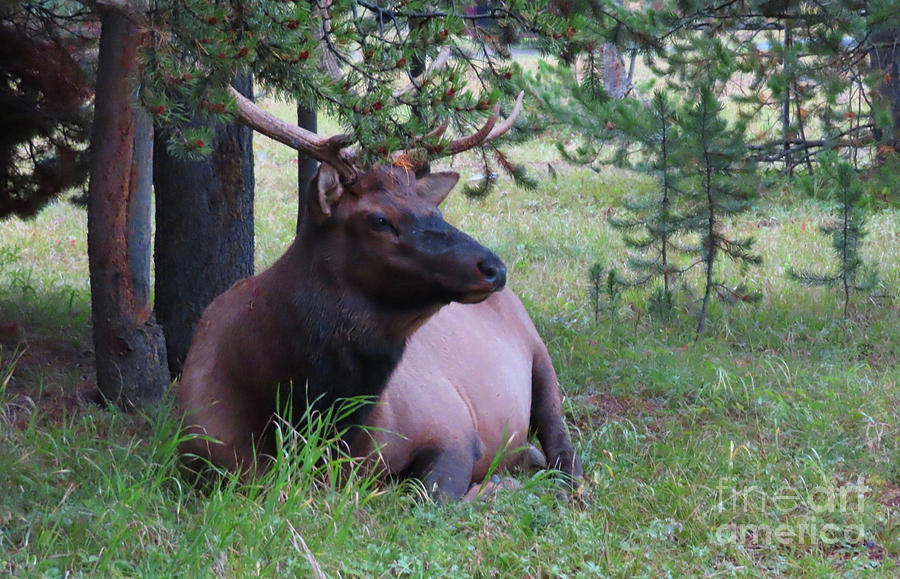 Elk Bull #1 Photograph by Aurelia Schanzenbacher