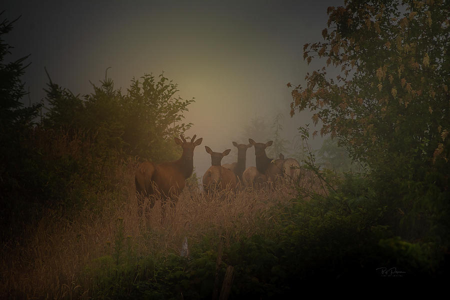 Elk Dawn Patrol #2 Photograph by Bill Posner