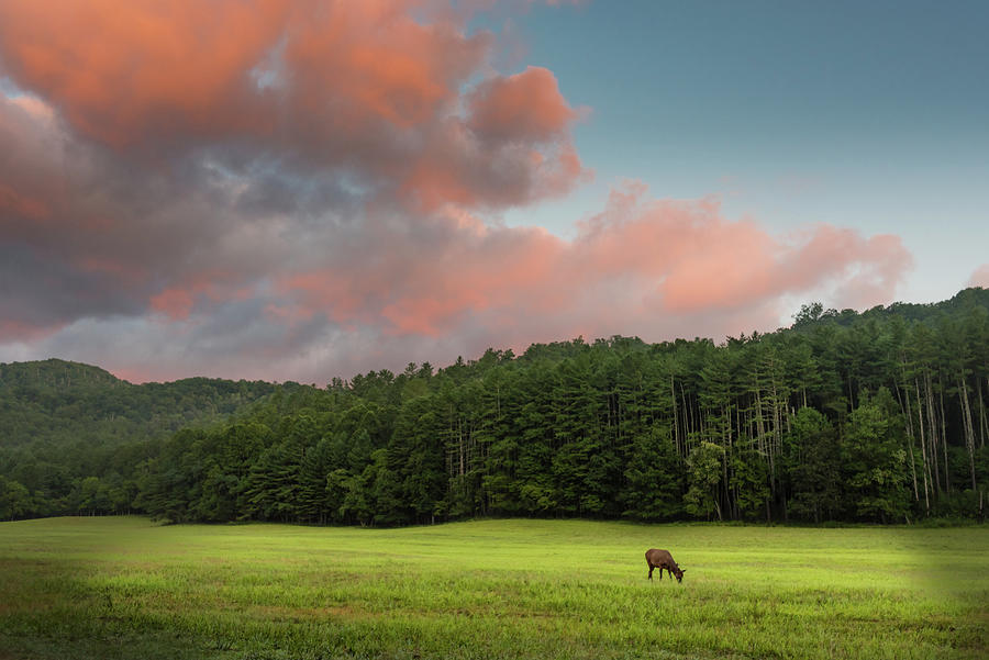 Elk Grazing at Sunrise #1 Photograph by Kelly VanDellen