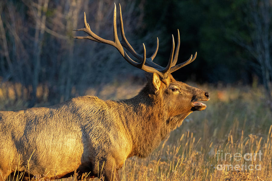 Elk In Rocky Mountain National Park Photograph