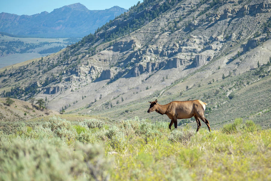 Elk In The Mountains Of Yellowstone  #1 Photograph by Alex Grichenko