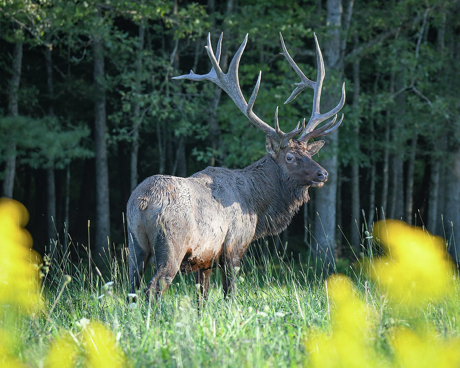Elk #1 Photograph by Michelle Wittensoldner
