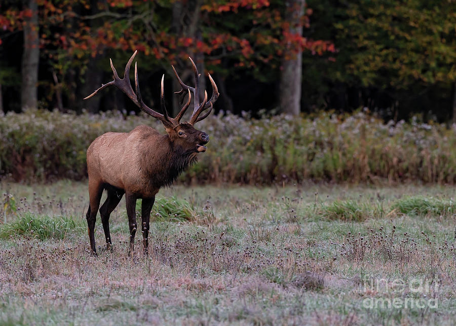 1dx Photograph - Elk of Benezette by Joshua Clark 1dx Photograph - Elk of Benezette by Joshua Clark
