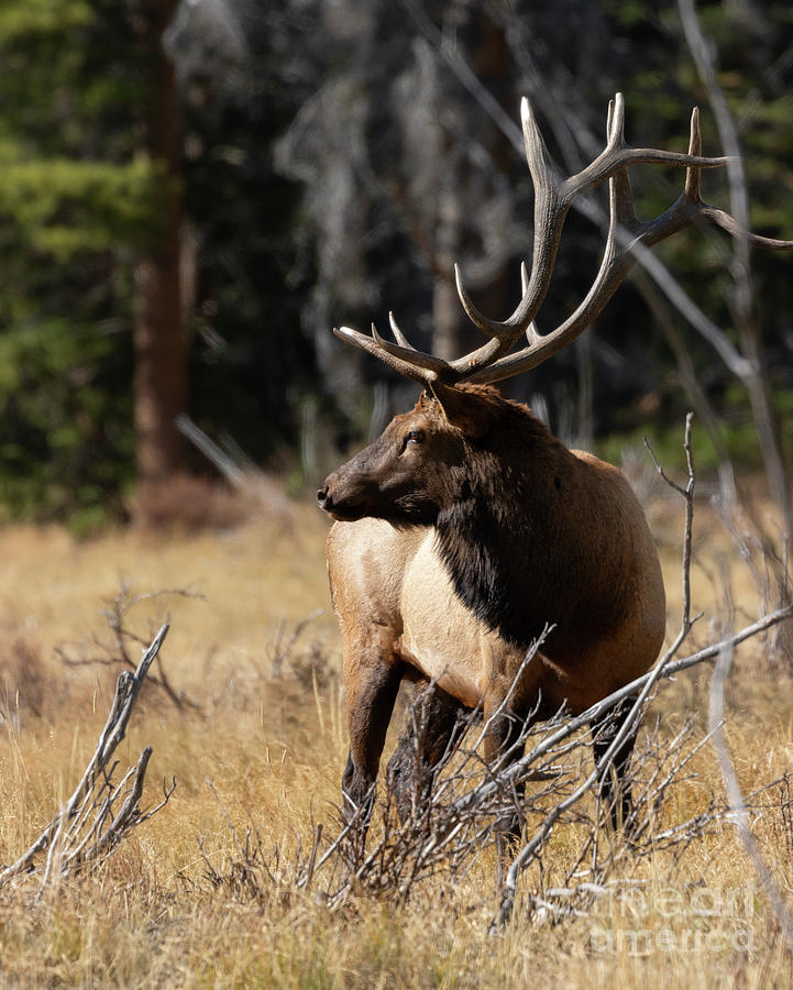 Elk Portrait In Rocky Mountain National Park Photograph