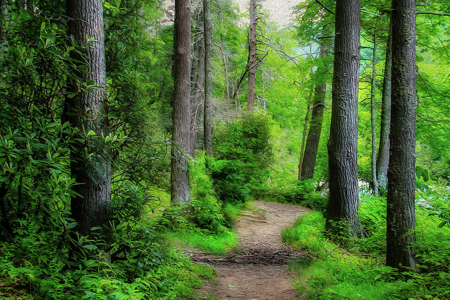Trail in Blue Ridge Mountains Photograph by Shelia Hunt Trail in Blue Ridge Mountains Photograph by Shelia Hunt