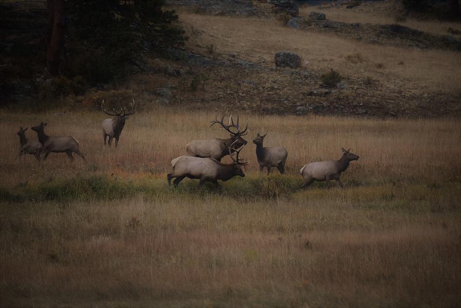 Elk, Rocky Mountain National Park Colorado Photograph by Joe Walmsley ...