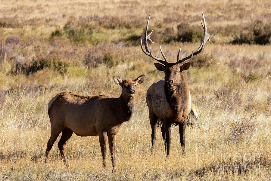 Elk Rut in Rocky Mountain National Park #1 Photograph by Steven Krull