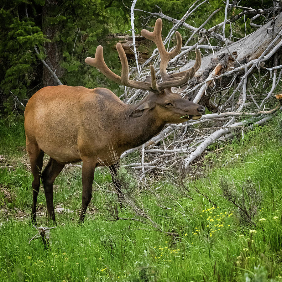 Elk with Velvet Antlers Photograph by Belinda Greb