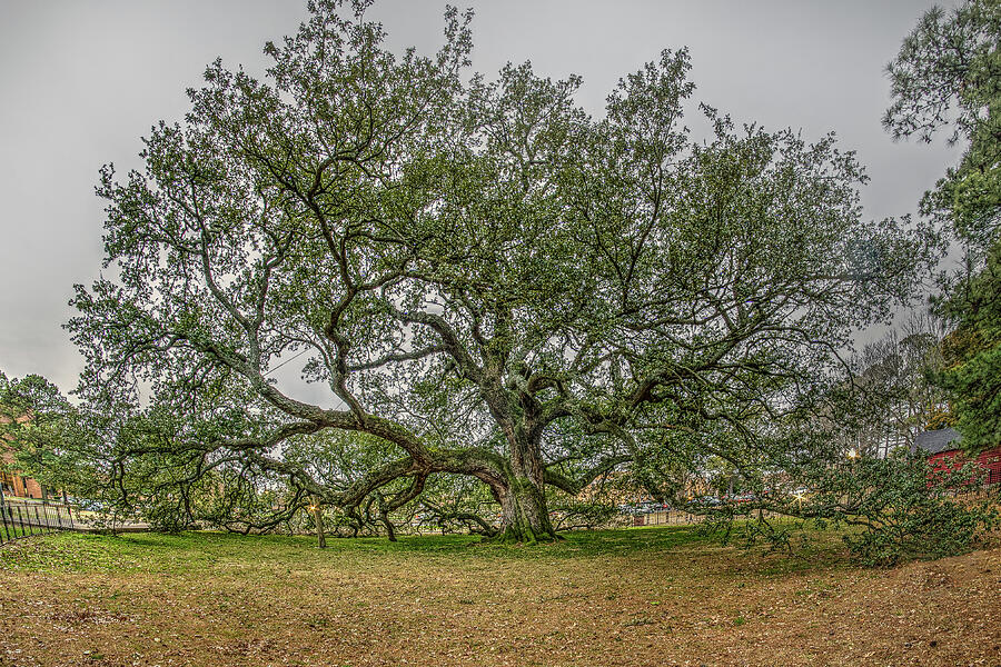 Emancipation Oak Tree #3 Photograph by Jerry Gammon