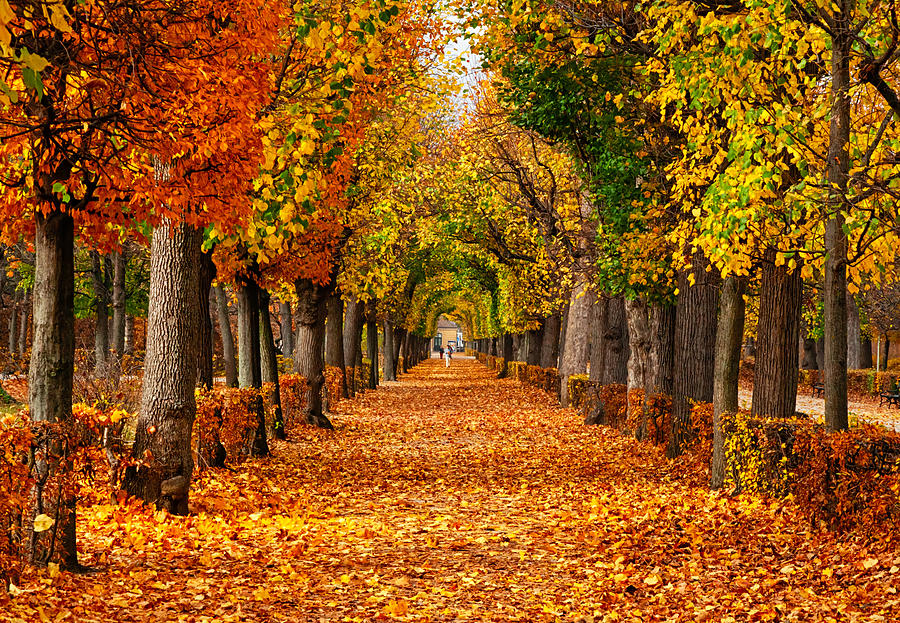 Empty alley covered by foliage in autumn park, Vienna, Austria #1 Photograph by Rusm
