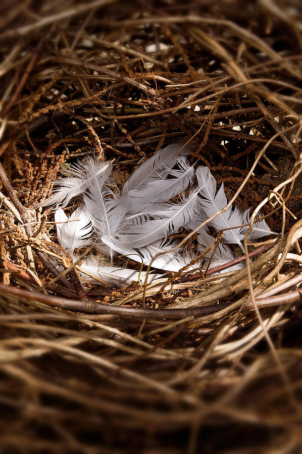 Empty bird nest #1 Photograph by Sean Gladwell