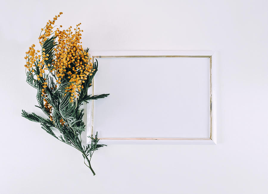 Empty white wooden frame and yellow mimosa flowers on white top view background with copy space. Flatlay Mockup #1 Photograph by Oxygen