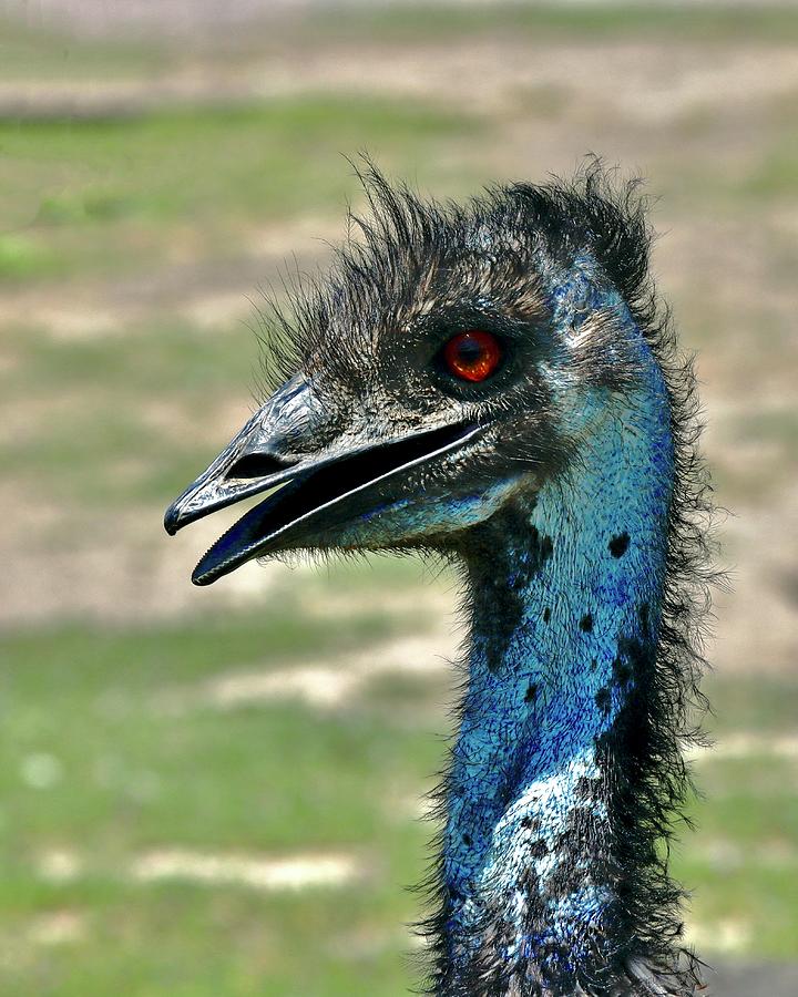 Emu Photograph by Sarah Lilja