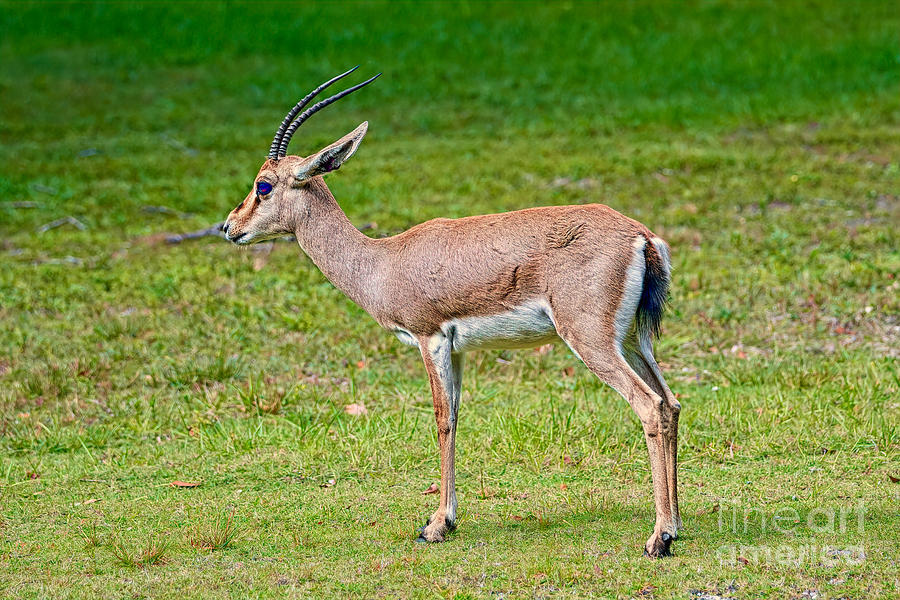 Endangered Gazelle #1 Photograph by Judy Kay