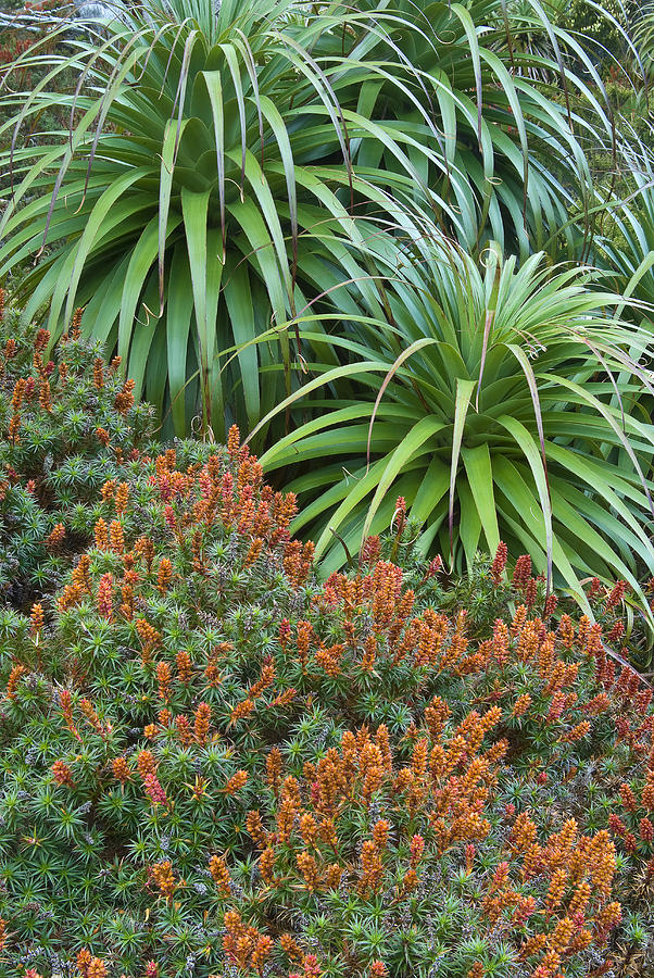 Endemic heath plants of Pandani ( Richea pandanifolia ) and flowering Scoparia (Richea scoparia ) in the Cradle Mt National Park, Tasmania, Australia. #1 Photograph by Ted Mead