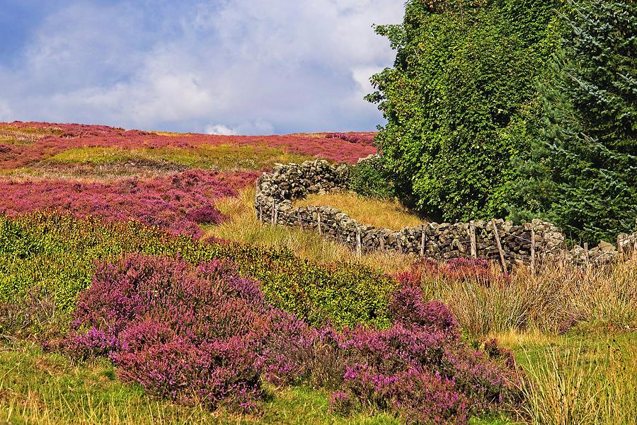 English Moorland Heather #1 Photograph by Martyn Arnold
