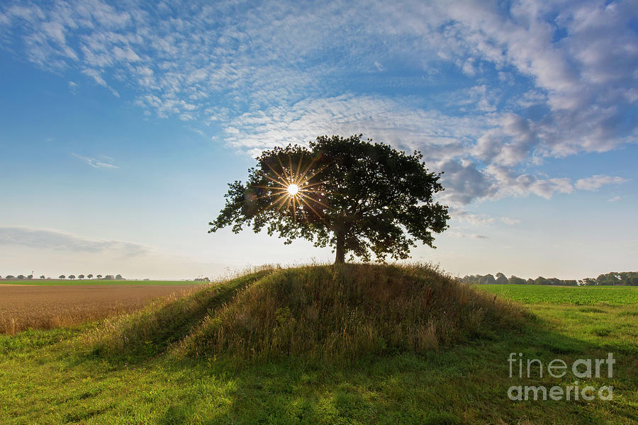 English Oak Tree at Sunrise #1 Photograph by Arterra Picture Library