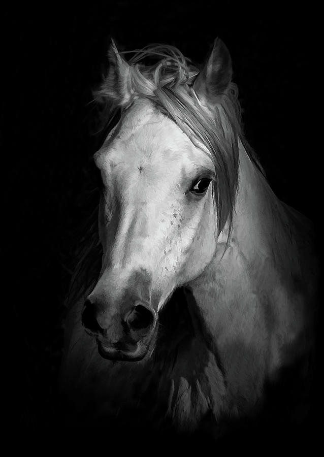 Equestrian Shadows Bw IIi Photograph