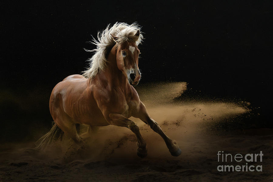 Equine Dance #1 Photograph by Lisa Manifold