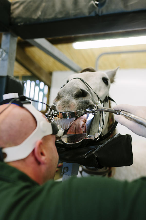Equine dentistry #1 Photograph by Urbancow
