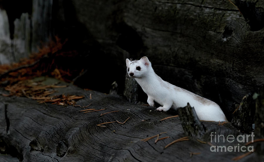 Ermine Weasel #1 Photograph by Patrick Nowotny