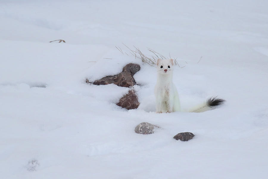 Ermine #1 Photograph by Brook Burling