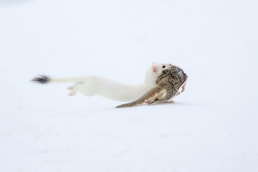 Ermine with Its Catch #1 Photograph by Brook Burling