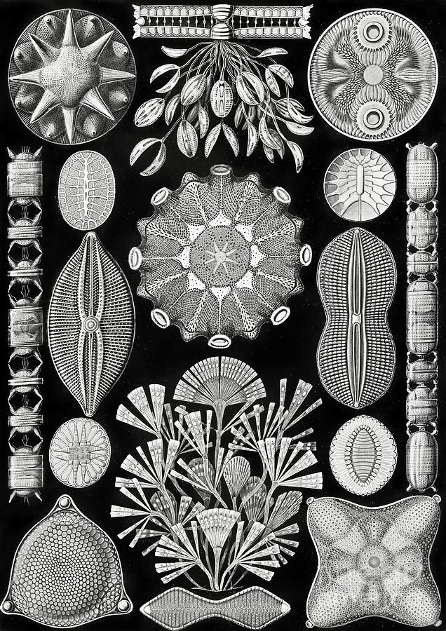 Ernst Haeckel - Diatomea - Navicula #1 Painting by Alexandra Arts